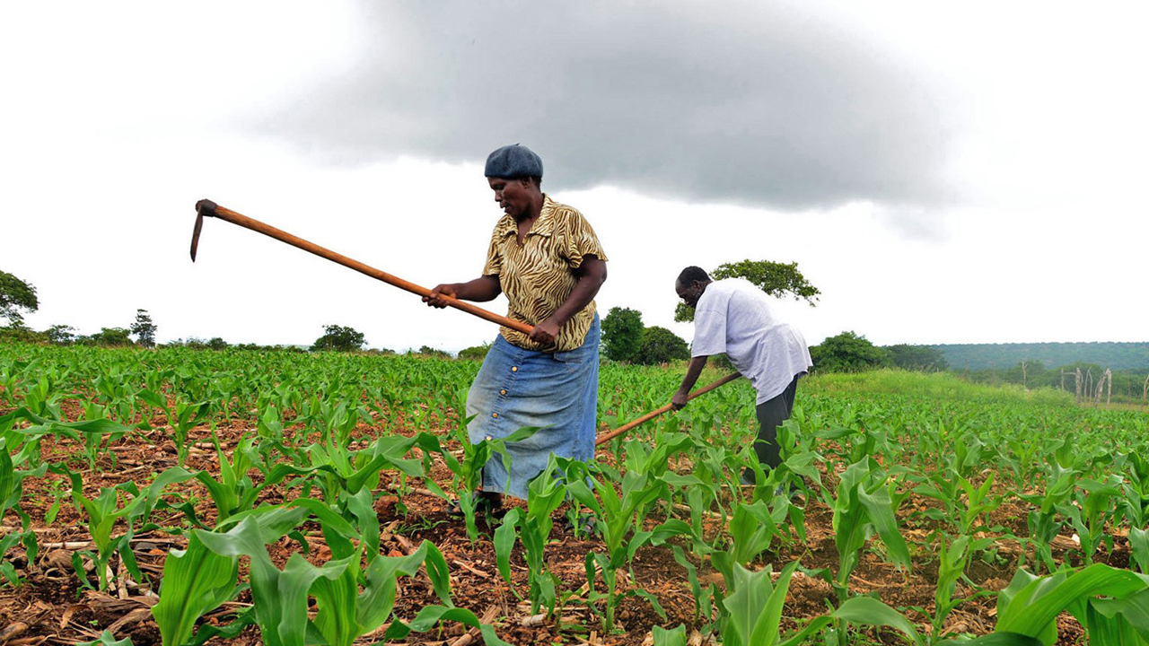 Bandits abduct couple from farm in Kaduna community