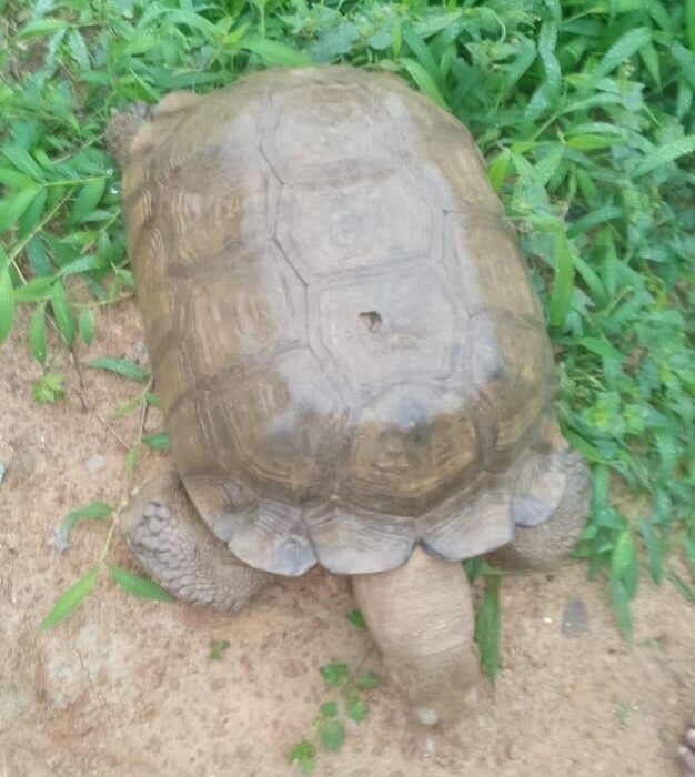 Oyo Kingdom’s 420-Year-Old Tortoise Dies